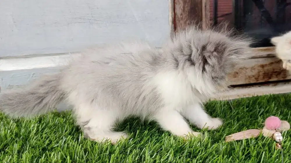 Persia jantan blue white