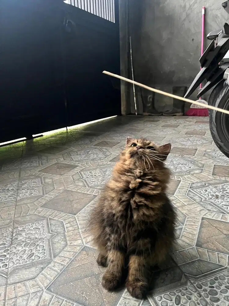 Kucing Persia Medium Longhair Mix