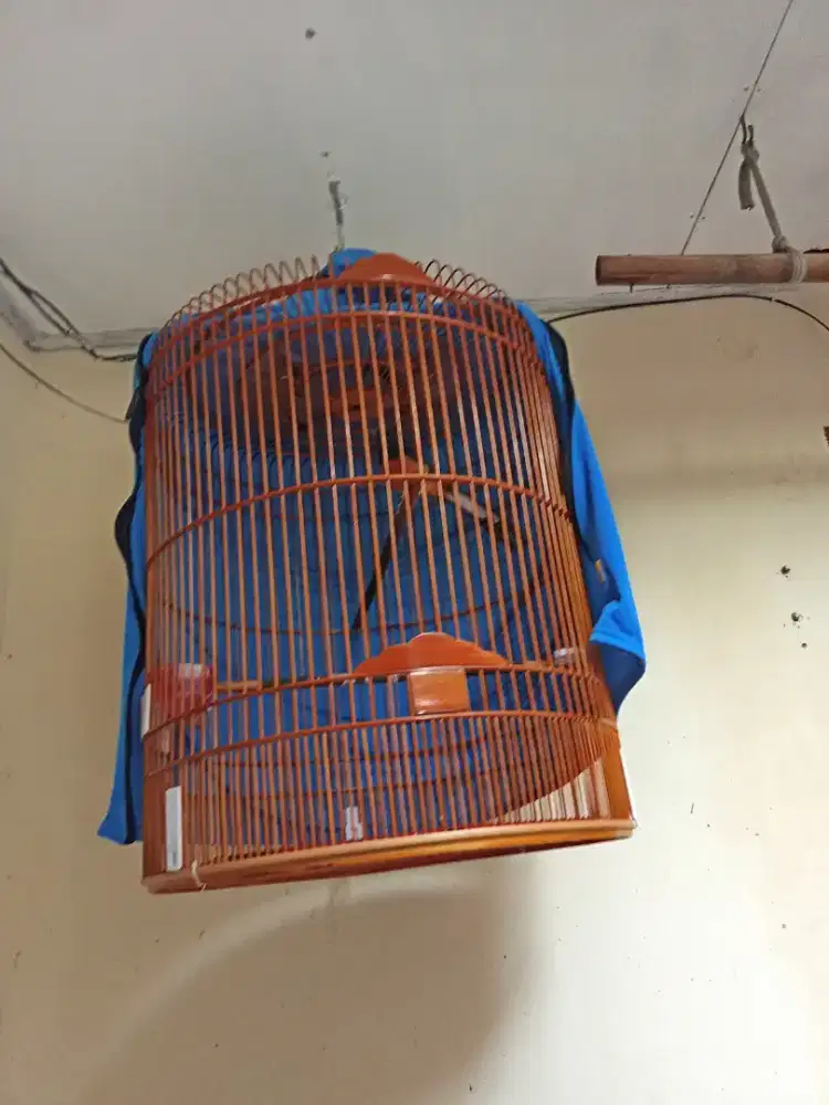 Jual cepat burung murai batu Sumatra+kandang+ kerodong nya