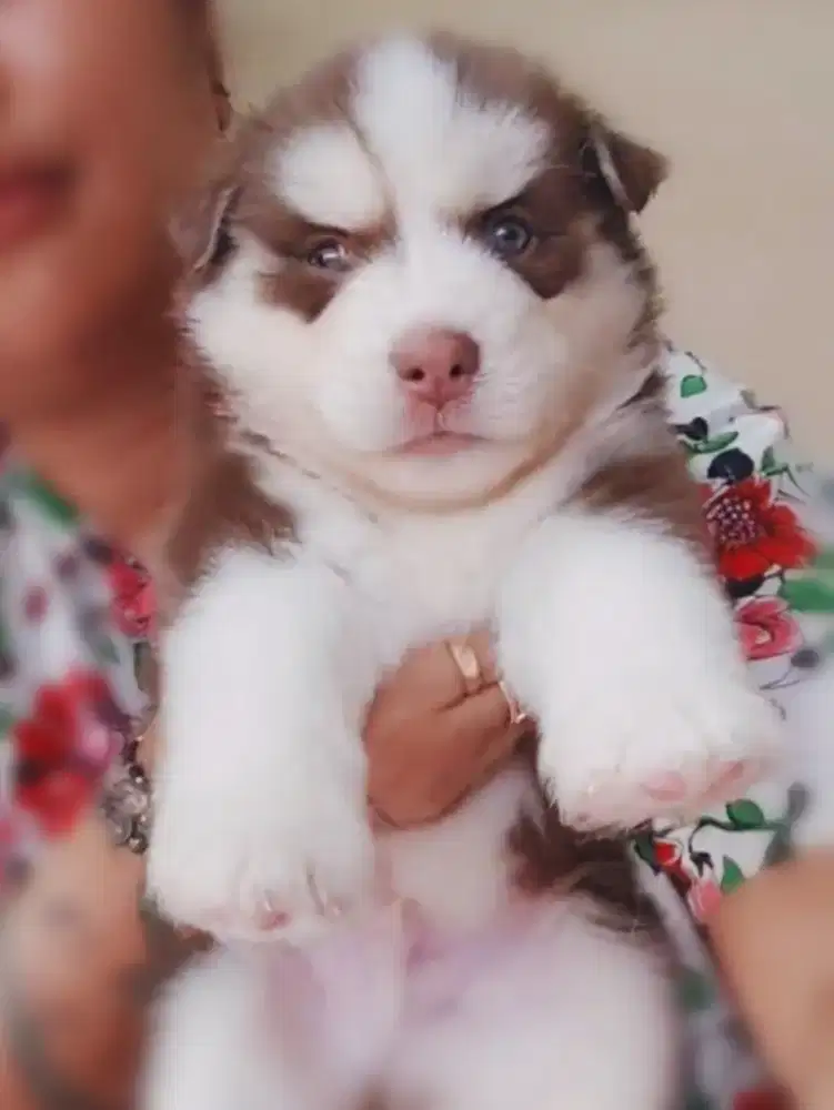 Siberian Husky Bigbone Mata biru