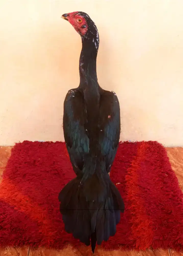 AYAM BETINA EKOR LIDI SUPER MEWAH, UKURAN BESAR, TULANG KASAR/TEBAL