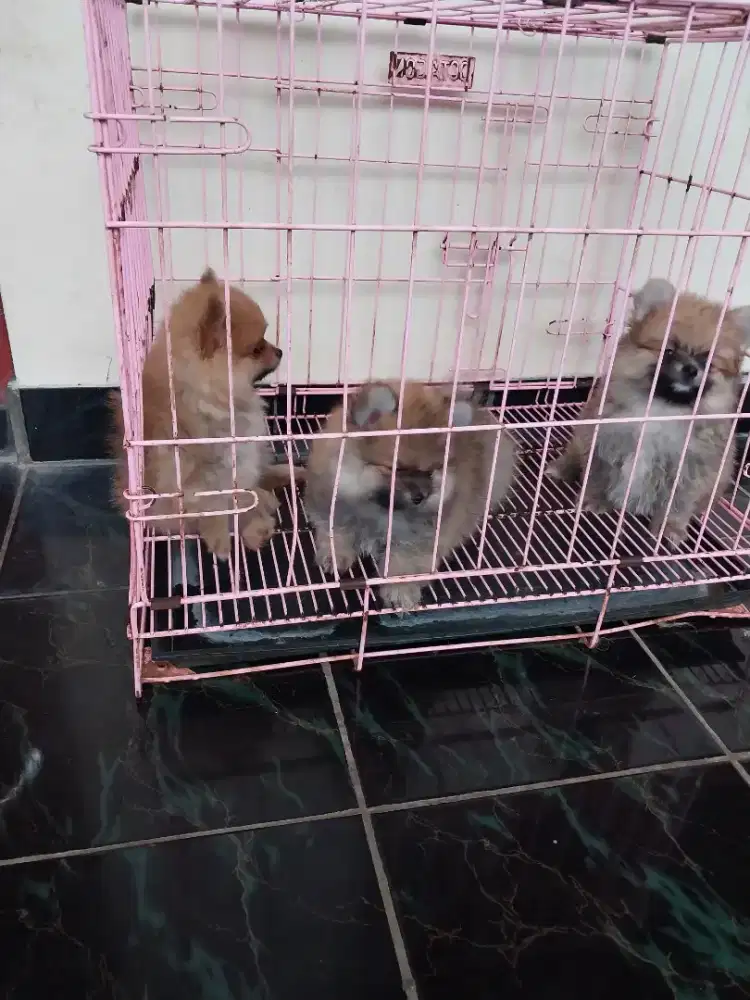 Anjing minipom di jual