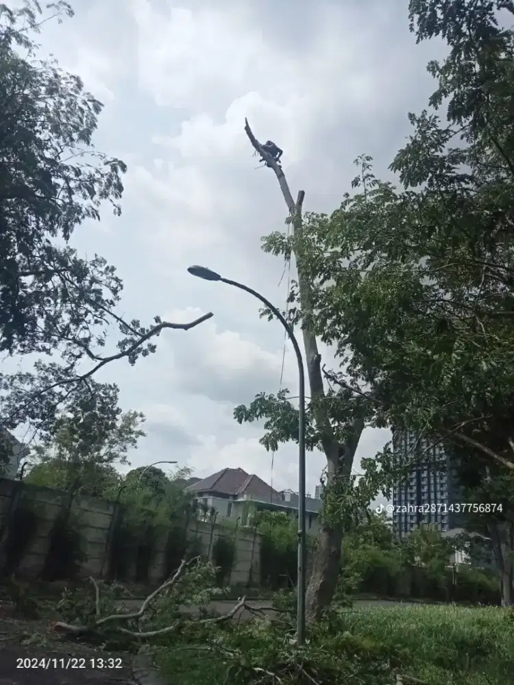 Jasa tebang pohon bang tiwil