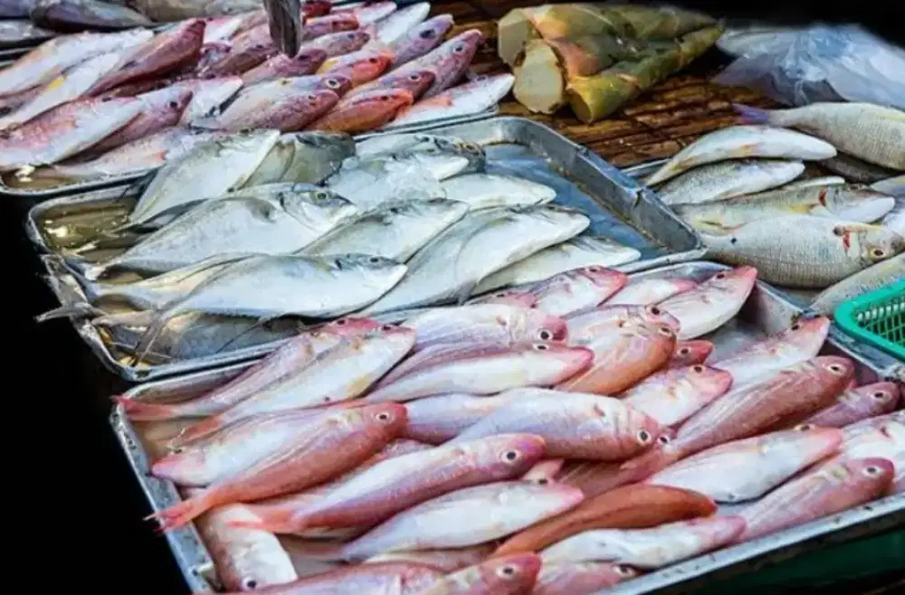 Jual dan Terima pesanan ikan laut buat segala ke butuhan
