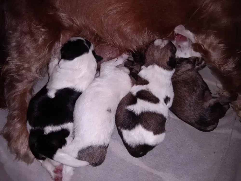 Anak Anjing Minipom mix Maltese