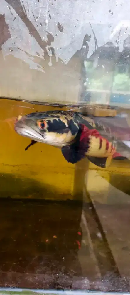 Ikan chana yelow maru jumbo