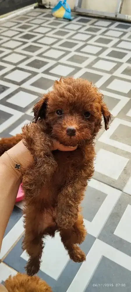 Toy poodle jantan betina