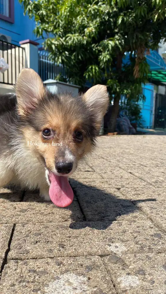 Dijual anak anjing puppy Corgi jantan \ male 3 color stambum long hair