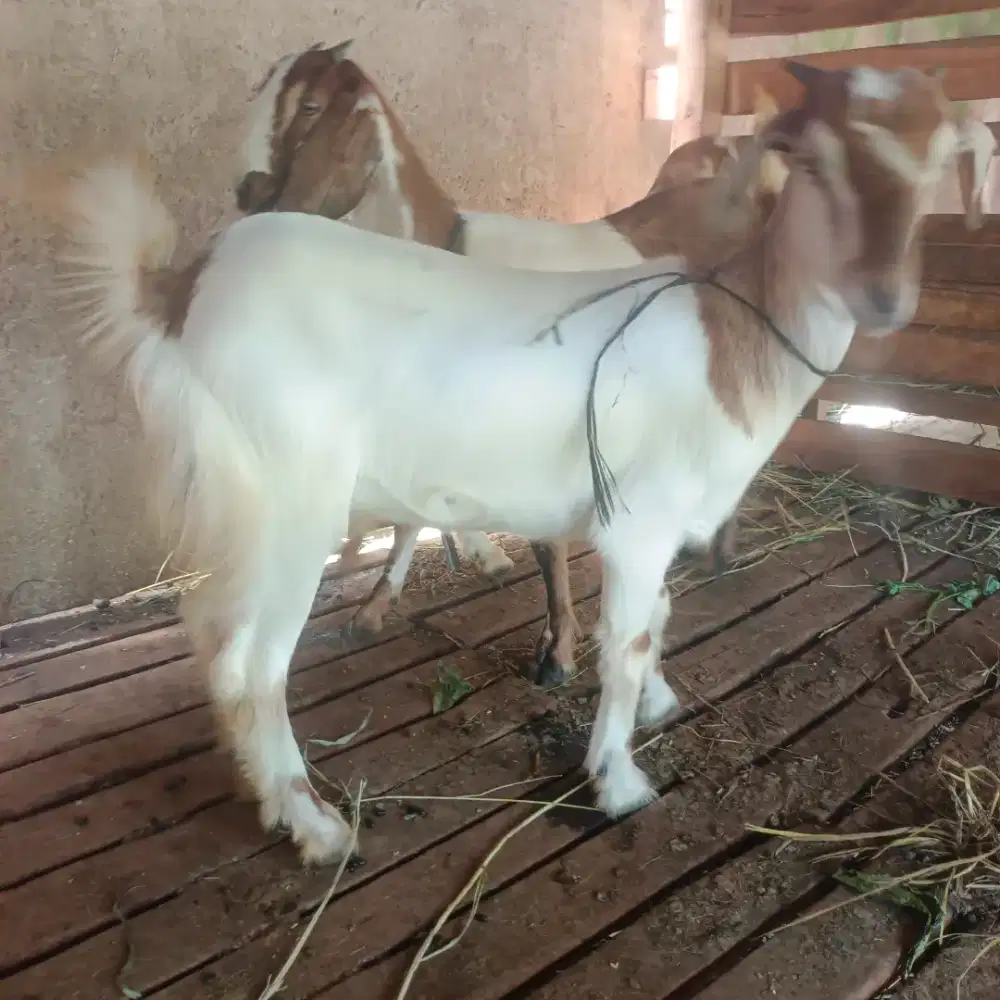 kambing aqiqah murah