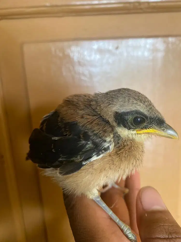 Anakan lolohan tunggal cendet/pentet