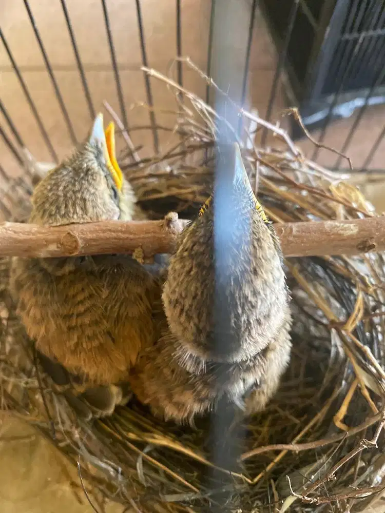 Sepasang anakan lolohan cendet/pentet