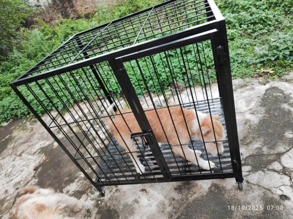Kandang anjing ras besar