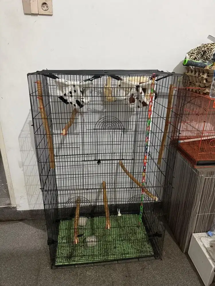 Jual sugar glider 7 ekor