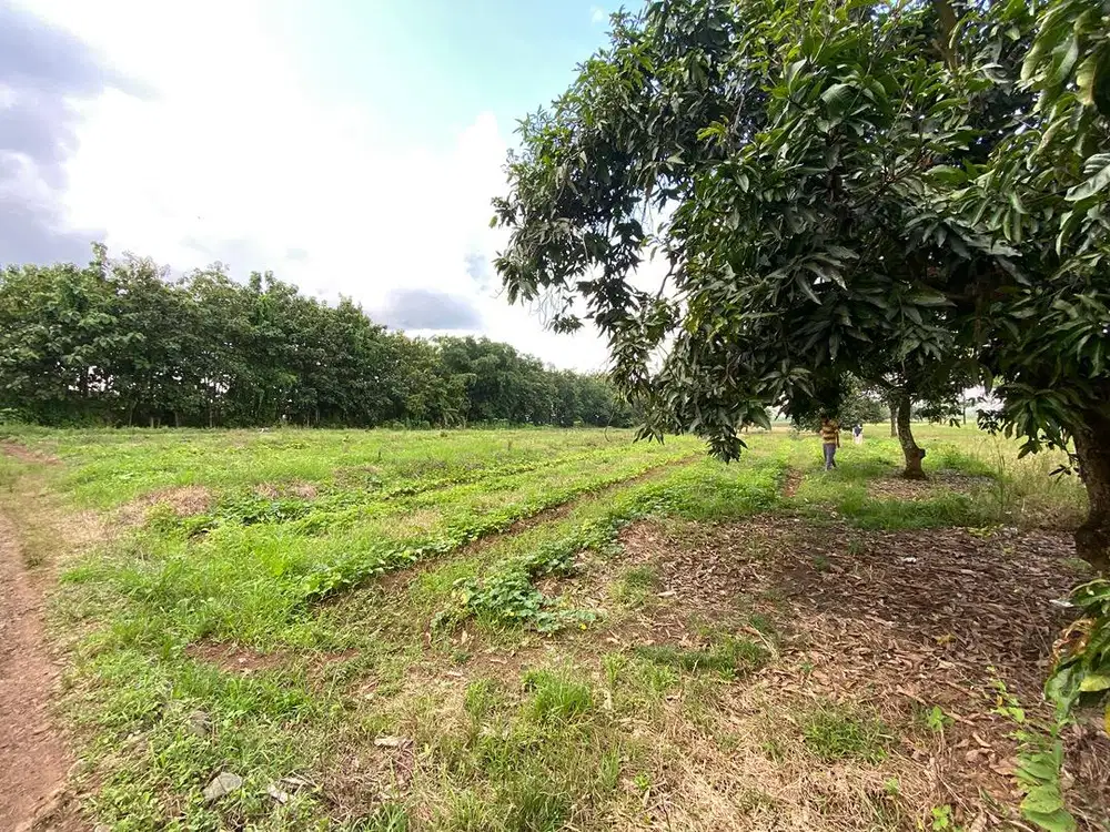 Dijual tanah strategis dekat bandara kertajati (BIJB)