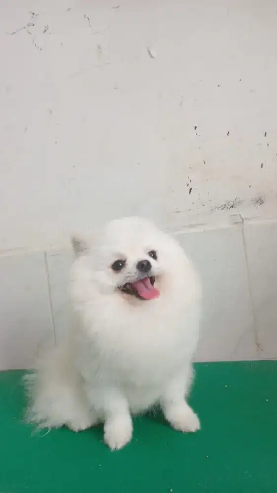 Jasa grooming panggilan