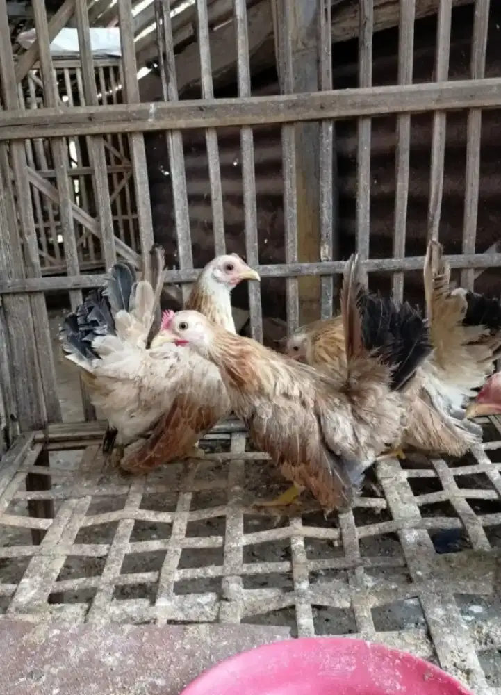JUAL AYAM KATE HIAS