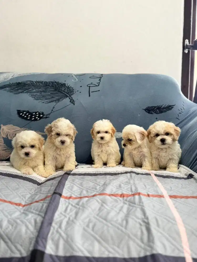 Poodle mini size bogel