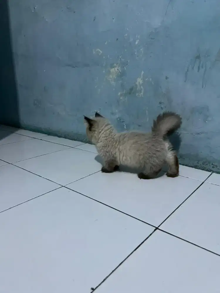 Kucing munchkin himalaya/kucing cebol/kucing kaki pendek