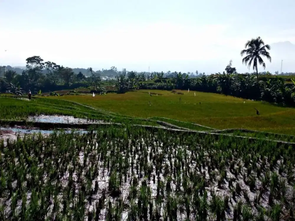 Dijual Tanah Luas Dijual ,Lokasi Strategis di Jl. Semarang Garut