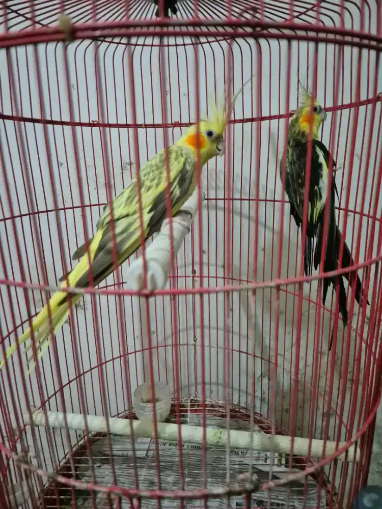 Burung Parkit Australia /Falk