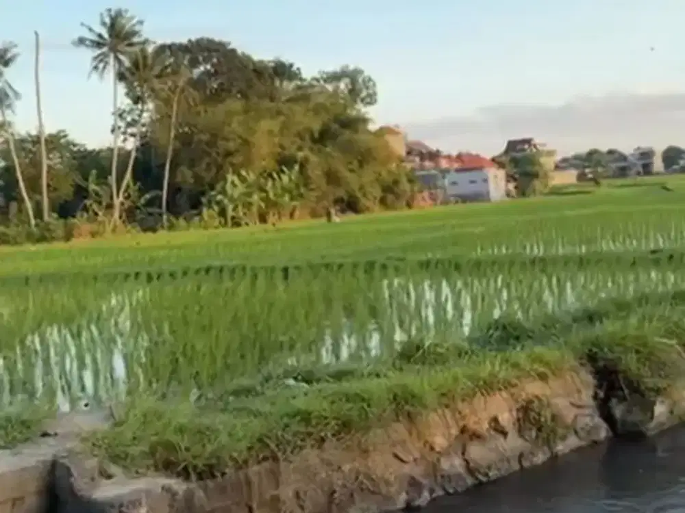 Rumah Cantik View sawah abianbase dalung badung bali