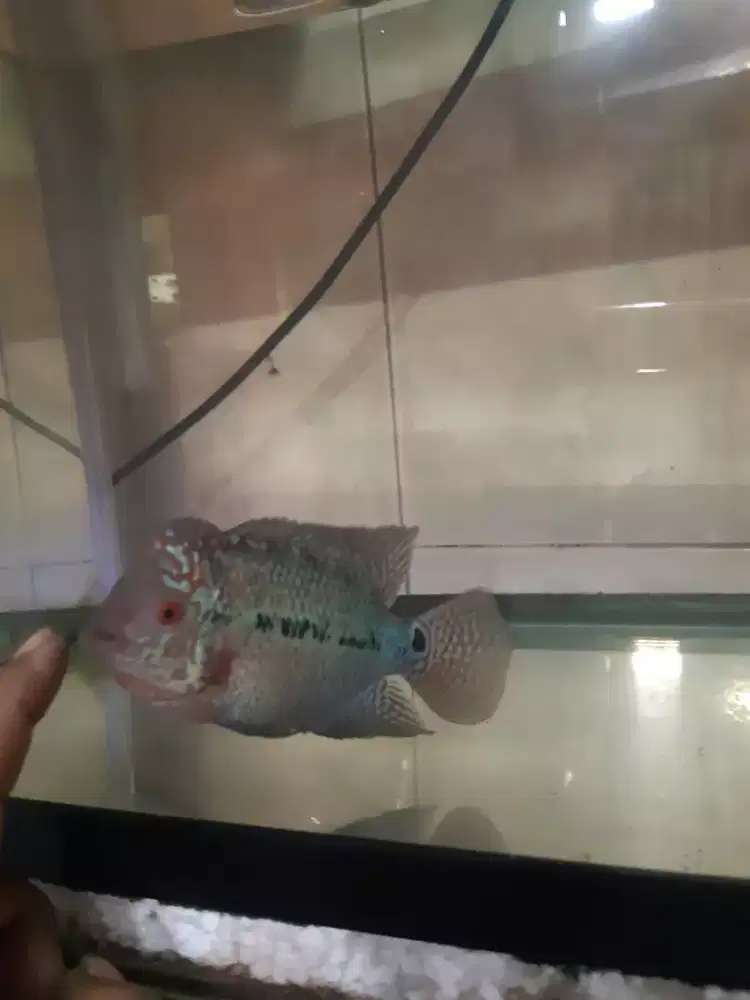 ikan louhan kamfa f2 thailand