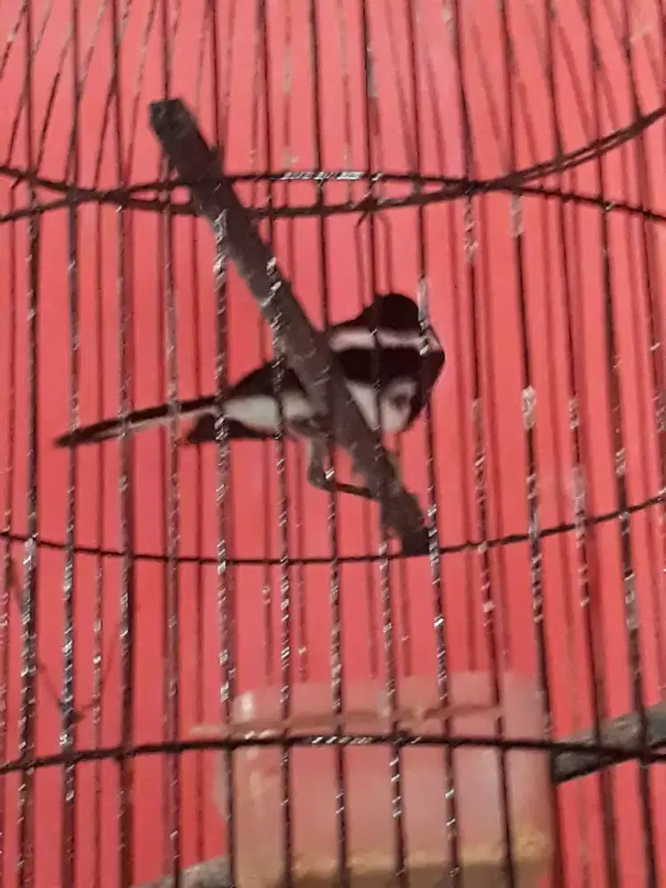 kacer  semi rawatan mulus