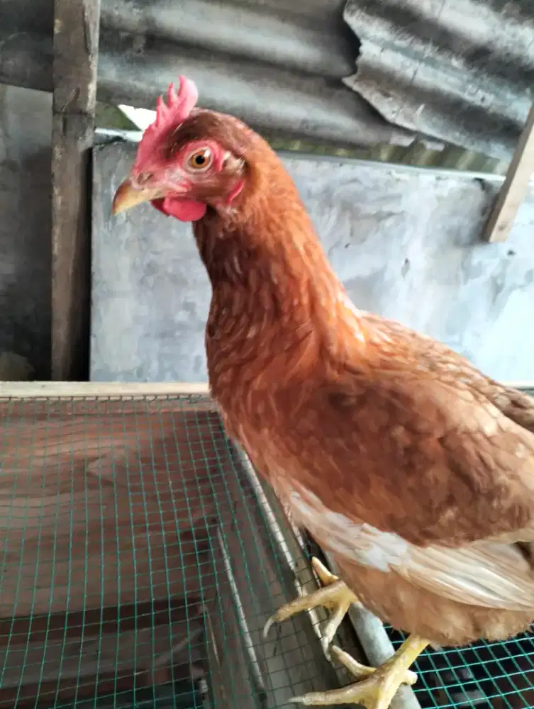 Ayam Petelur Aktif Bertelur