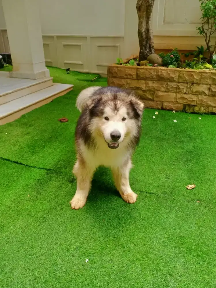 Anjing Dijual . Alaskan Malamute . Hewan Peliharaan