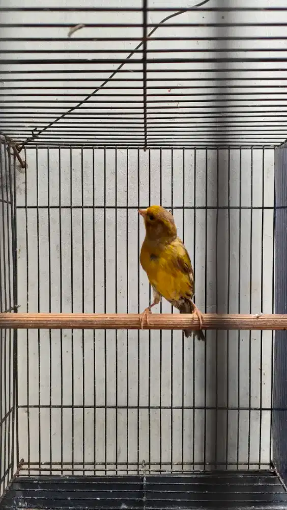 Kenari Betina Jebolan