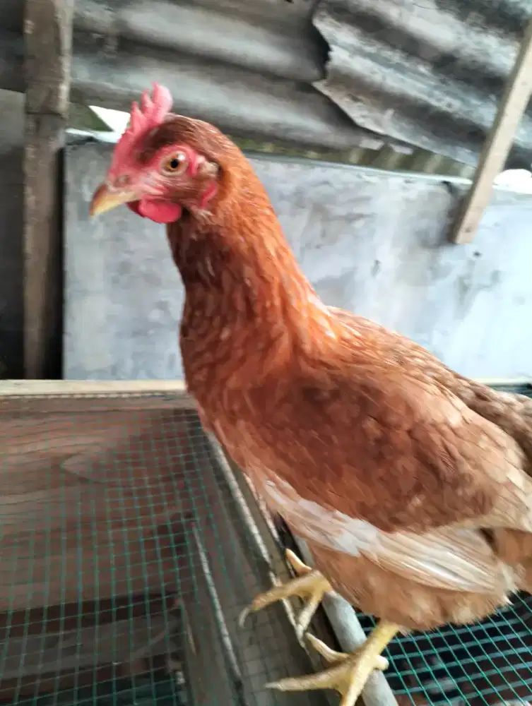 Ayam Petelur Aktif Bertelur
