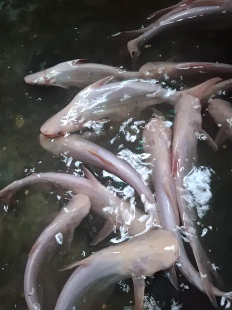 IKAN PATIN ALBINO MATA MERAH