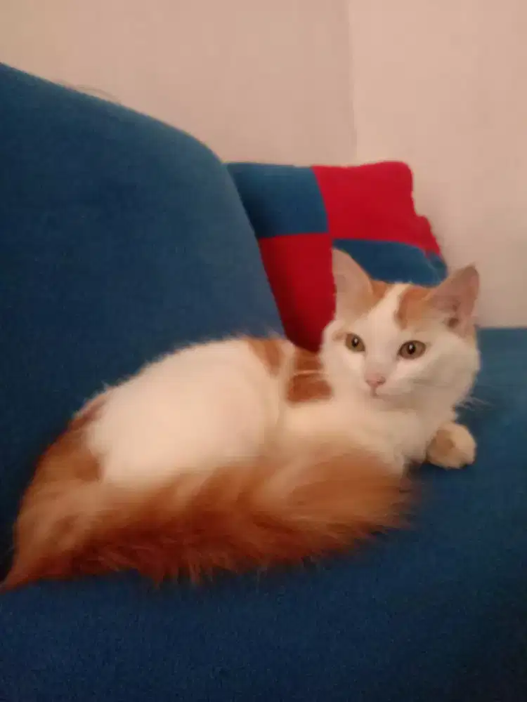 Kucing persia betina