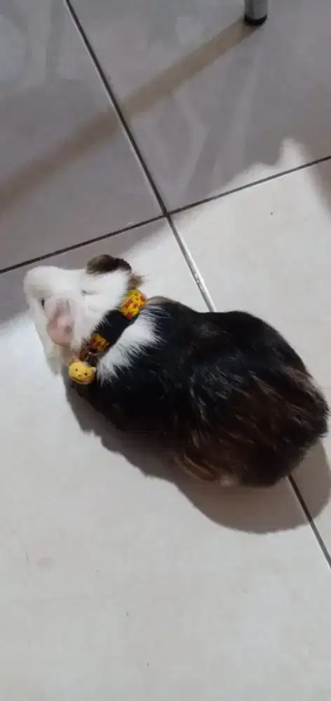 GUNIEA/MARMUT BELANDA