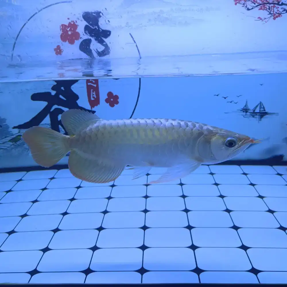 ikan Arwana Super Red + Sertifikat