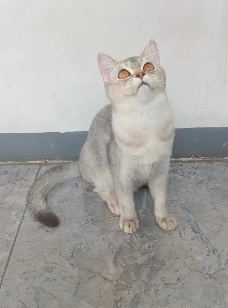 BSH Silver mix scotish straight