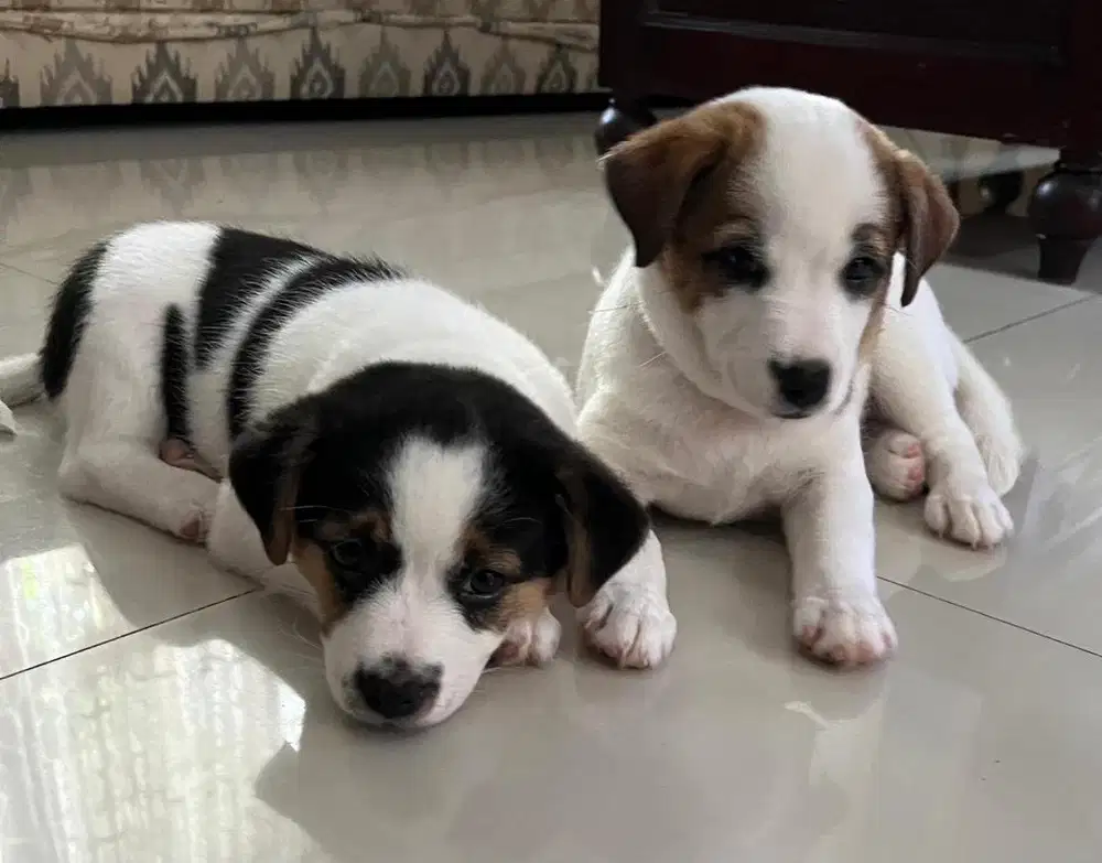 Anak anjing 10 minggu