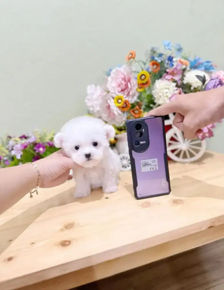 Super teacup bichon bloodline korea