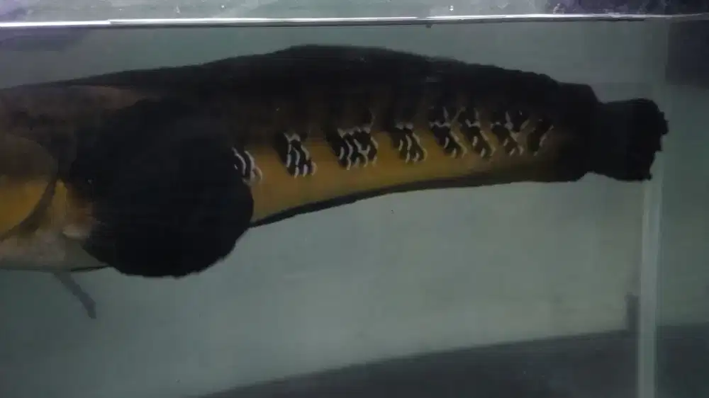 Channa Orange Riau size 55cm