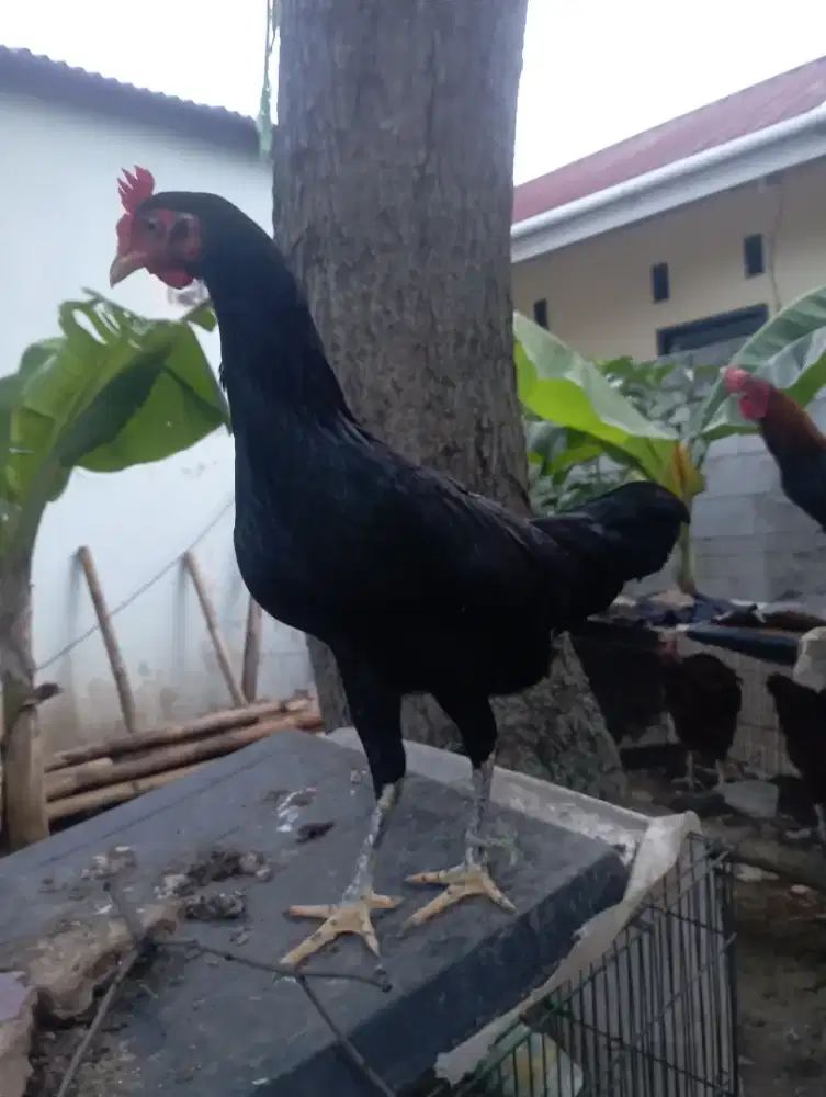 Ayam biang Kampung Produksi