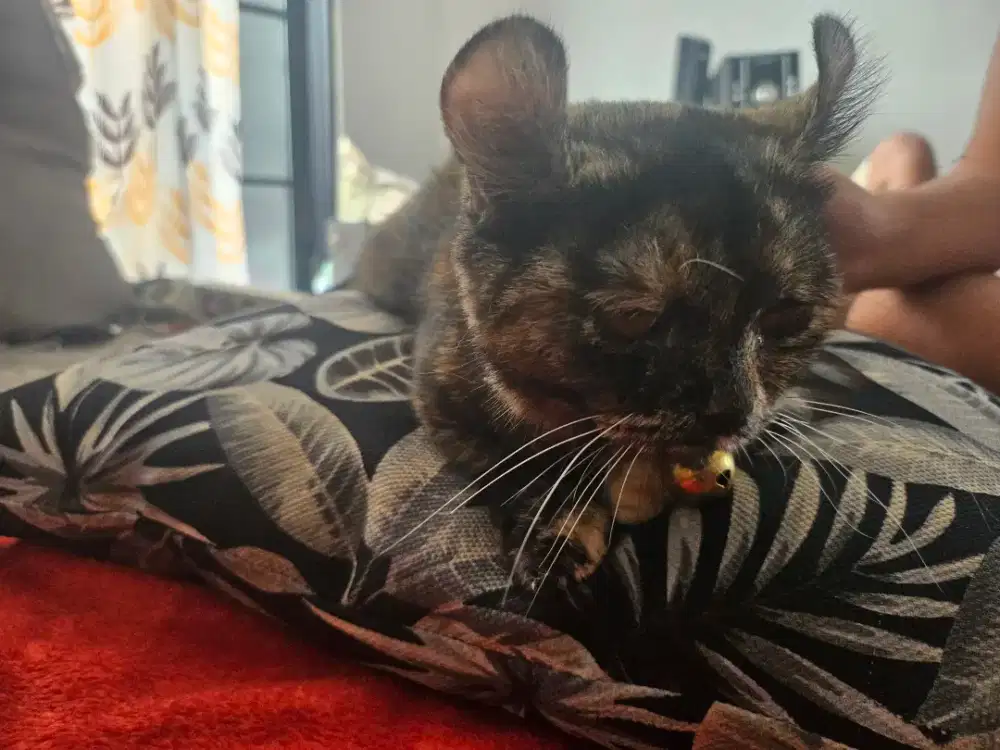 Kucing munchkin lucu...