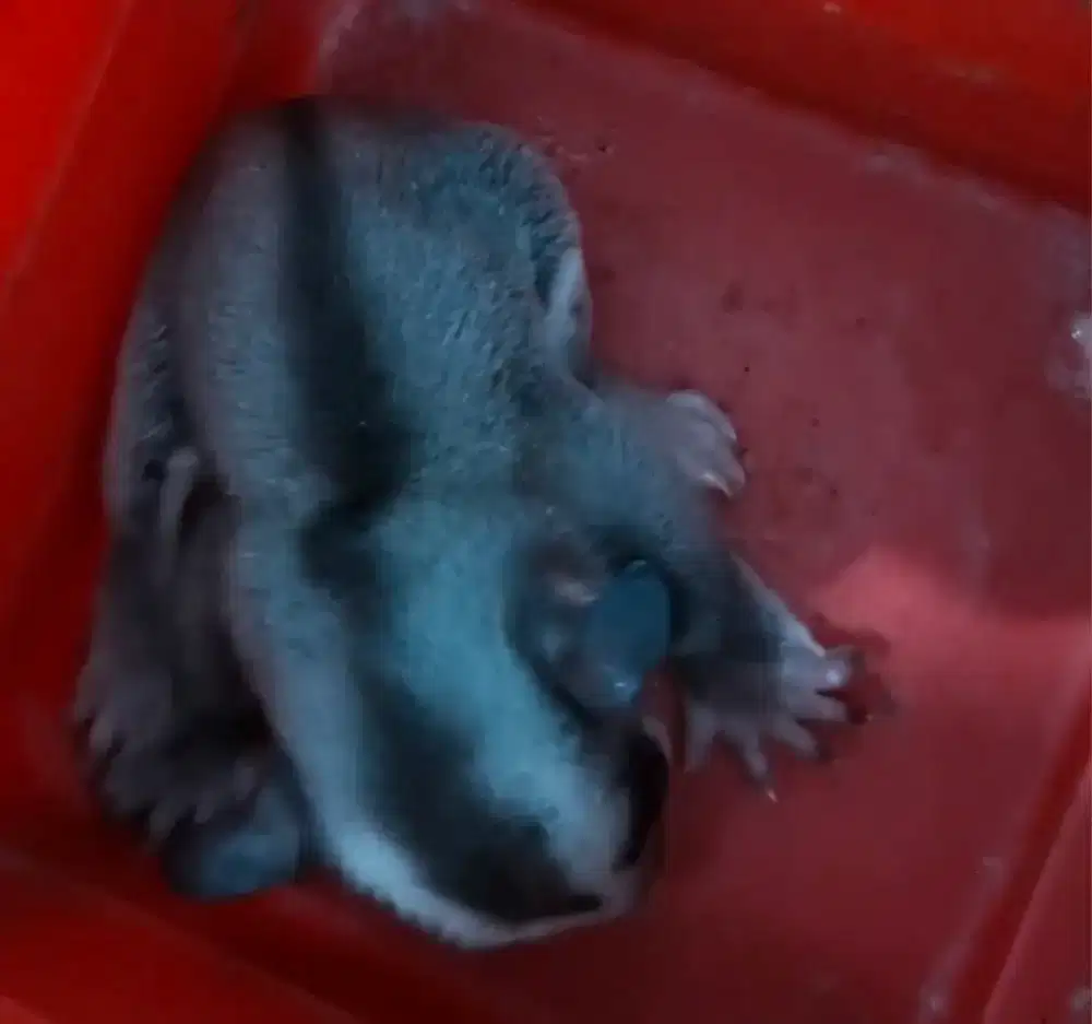 Sugar glider grey joey