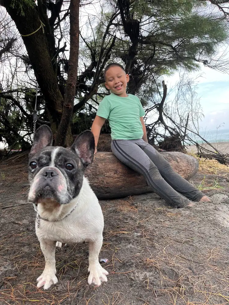 Di jual anjing french bulldog, jenis kelamin betina, umur 2 tahun.