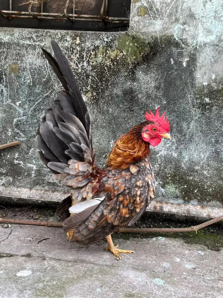 Jual ayam kate tema serama remaja