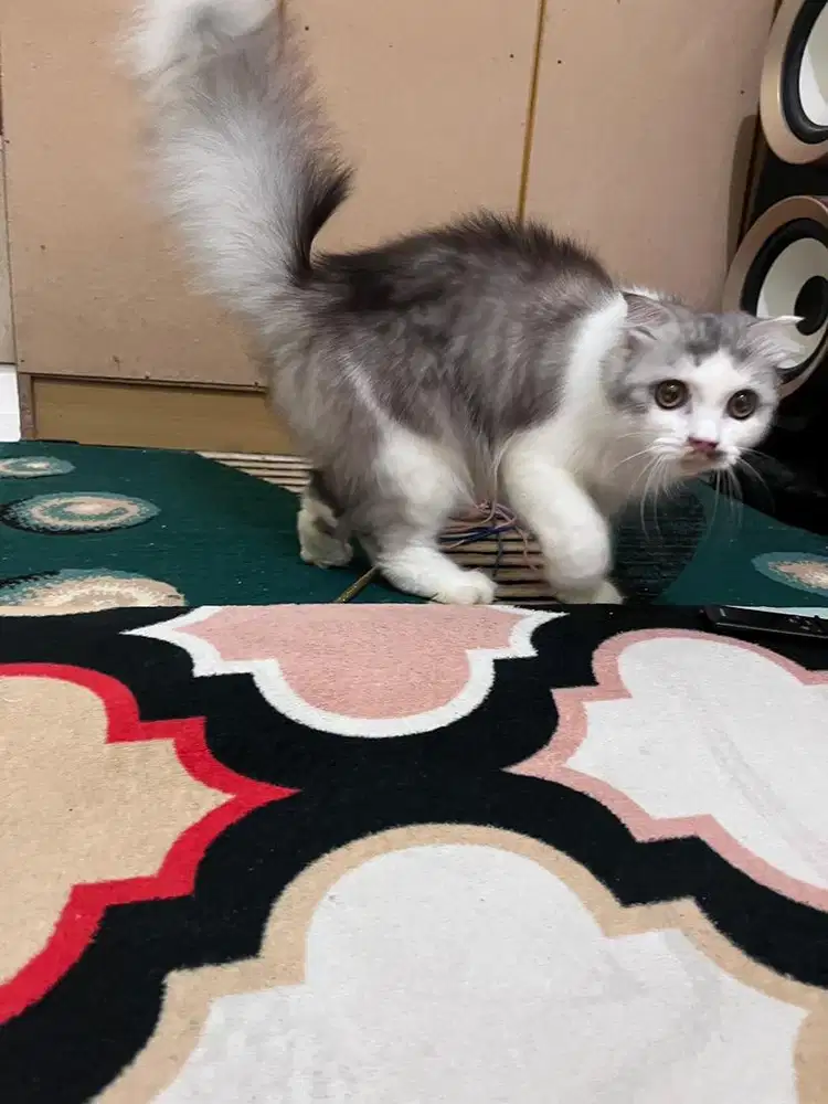 Scottish fold white silver female