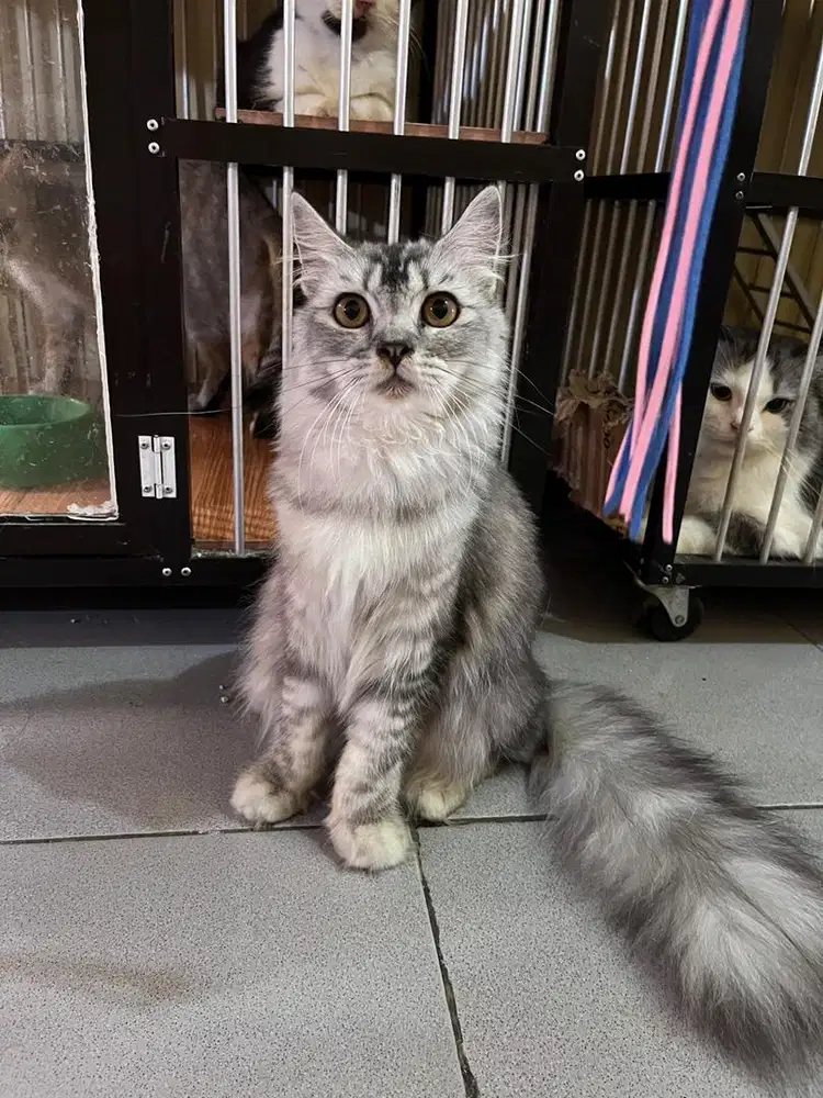 Scottish straight betina black silver tabby female