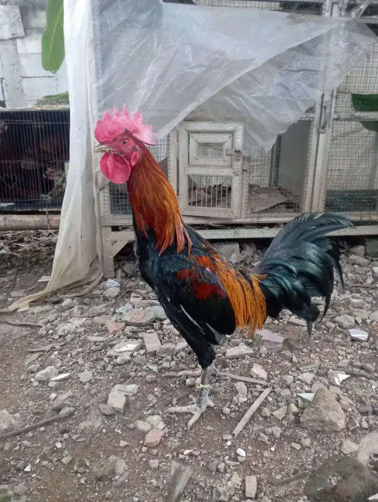 Ayam jago Kampung full