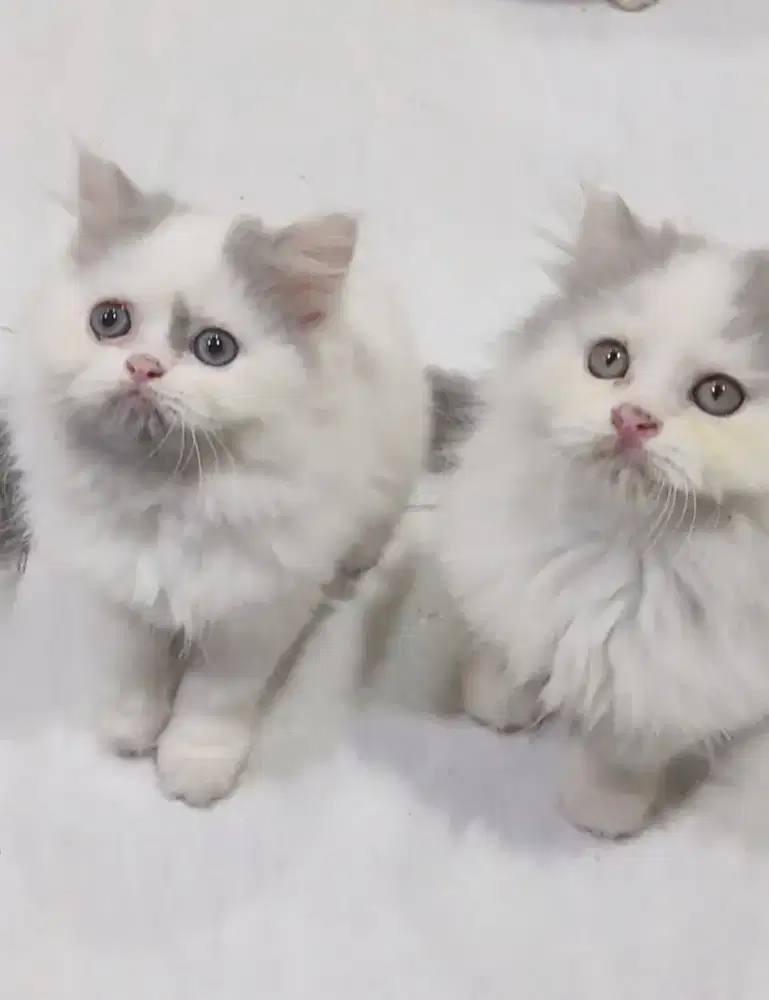 Kitten jantan dan betina