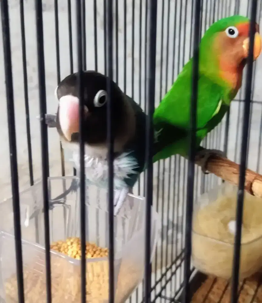 Jual Cepat 1 Paket Burung rawatan sejumlah 6 ekor