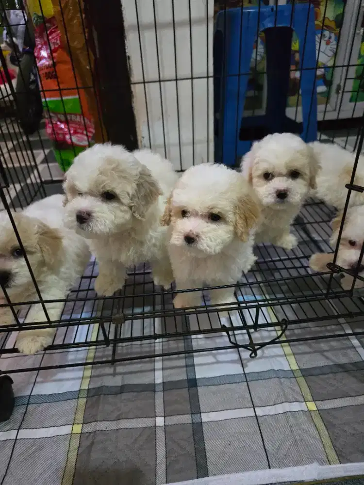 Poodle tea cup mini size jantan & betina